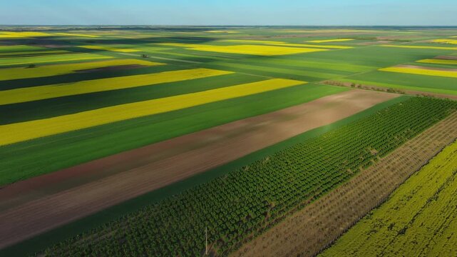 Aerial view of agricultural fields with yellow rapeseed oil crops and green plants. Geometric farm land from above, 4k