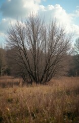 Obraz premium Bare trees stand in a dry grassy field with cloudy sky. Leafless branches create a natural silhouette against the blue expanse. Background shows more trees creating a wooded area.