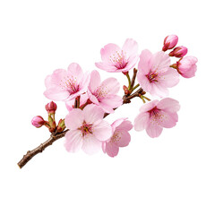 Naklejka premium A delicate branch of blooming cherry blossoms isolated on transparent background