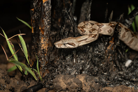 Boa snake on ground