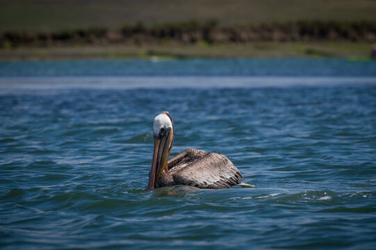 Brown Pelican floating along in the Elkhorn Slough, Moss Landing, California.  Brown Pelicans are noted for their spectacular head-first dives to trap unsuspecting fish in their expandable pouches.