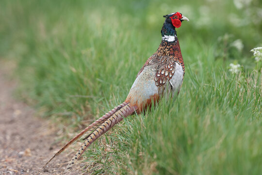 Pheasant Walking In Grass - 241E0037