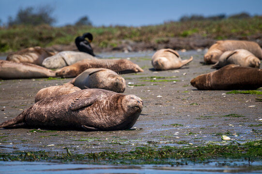 Pacific harbor seals hauling out on Elkhorn Slough. Harbor seals in the slough are crucial to the ecosystem and are often seen during popular kayaking tours.