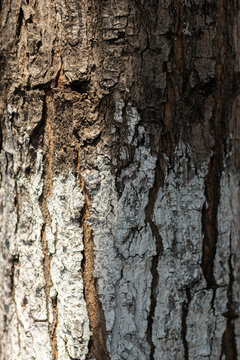 tree bark texture