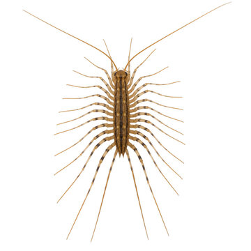 House centipede scutigera coleoptrata isolated on transparent background
