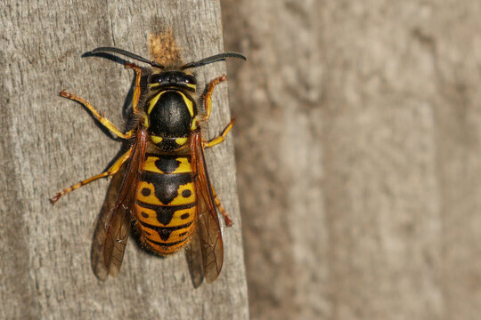 German Yellowjacket Wasp On Fence CPY - 241E8272