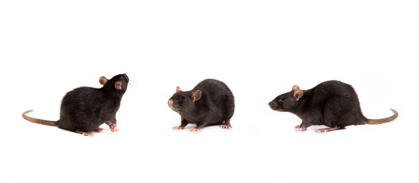 Three images of a black rat in different poses, isolated on a white background. Pet and care. Rodents, home rats. Selective focus.
