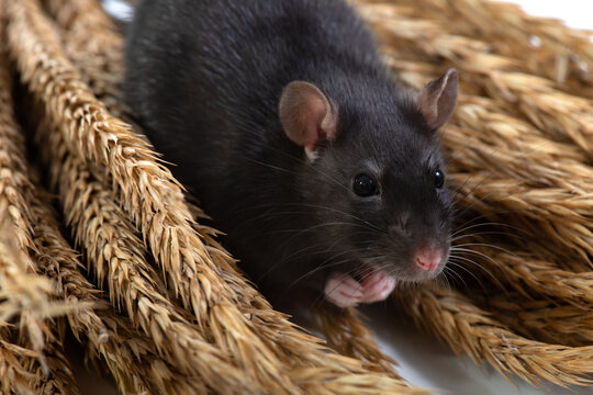 Black rat eats ears of grain, close-up. Pet and care. Rodents, home rats and the threat of the harvest. Selective focus.