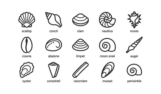 Shell and seashell icons displayed in labeled grid on white