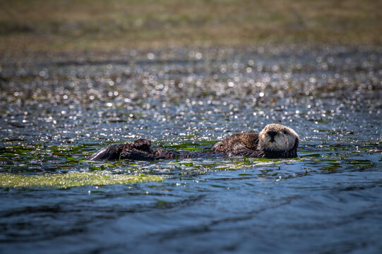 Elkhorn Slough is famous for hosting a large, thriving resident population of Southern sea otters. They are protected under the Endangered Species Act and the Marine Mammal Protection Act.