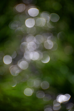 Bokeh is created using a wide aperture to achieve a shallow depth of field, separating the subject from the background. The aesthetic quality of the soft, out-of-focus background in a photograph.