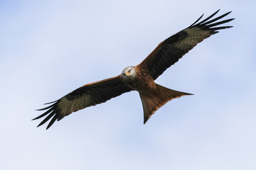 Fototapeta premium Red Kite Flying - 241E7133
