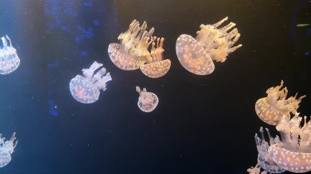 Group of spotted jellyfish floating in dark aquarium water, exotic orange white sea creatures swimming underwater, beautiful marine life background, tropical medusa with tentacles, close up shot.