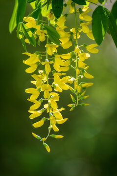 Vossi Golden Chain Tree. Long, drooping clusters of lightly fragrant, bright yellow flowers. A favorite flowering tree of English country gardens.