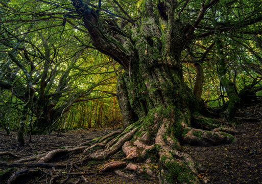 Ancient Tejedelo Forest Tree