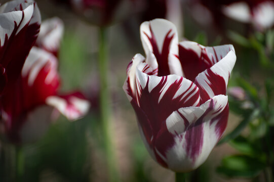 Colorful Springtime Triumph Tulip flowers. Popular, mid-spring blooming hybrids known for their large, classic cup-shaped flowers and sturdy stems that withstand wind and rain.
