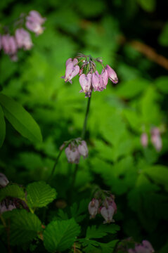 Bleeding hearts springtime flowers, a shade garden favorite. Bleeding hearts come in a variety of colors, grow 2 to 3 feet tall and wide and bloom for 4 to 6 weeks each spring.