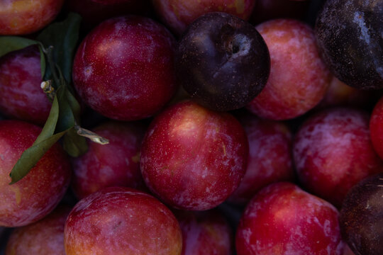 overhead shot of a mix of red and purple plums