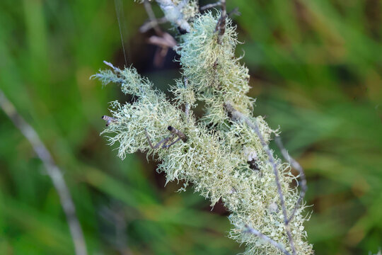 Bushy beard lichen growing on a stick