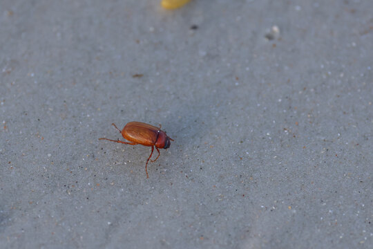 A may beetle walking on the beach
