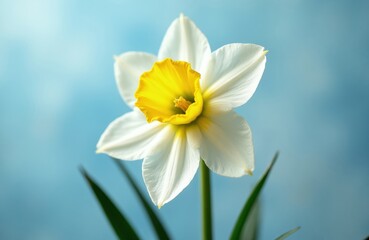 Fototapeta premium Single white daffodil with yellow center. Delicate bloom on soft blue background signifies spring. Freshness purity and elegance in nature detail.