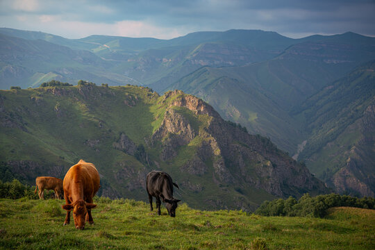 Two cows grazing in a grassy field with mountains in the background