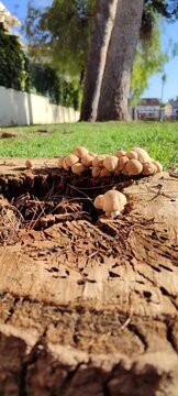 Setas en un arbol dos 