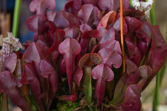 Sarracenia purpurea red pitchers clustered carnivorous bog garden display plants