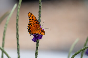 Gulf Fritillary Butterfly Feeding on Purple Porterweed Flower © Slobodan