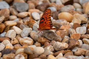 Gulf Fritillary Butterfly Resting on Decorative Garden Stones © Slobodan