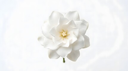 Obraz premium White flower with yellow center isolated.