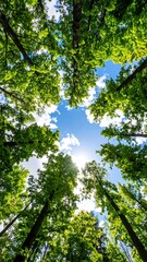 Fototapeta premium Upward perspective of a sunlit sky framed by green treetops. The sun bursts through the leaves, creating a vibrant display. The composition is vertical