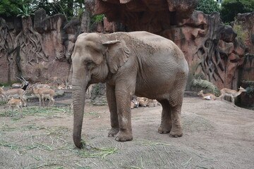 elefante en zoo 7 © Andrea