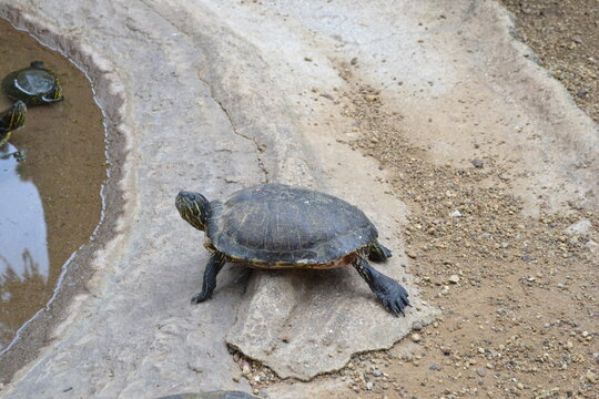 tortuga en la orilla