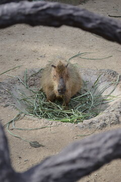 capibara