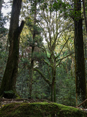 Fototapeta premium 太古の息吹を感じる、静寂の原生林