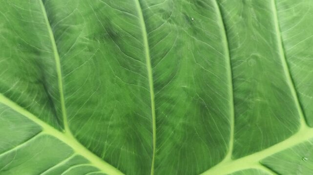 close up of green leaf