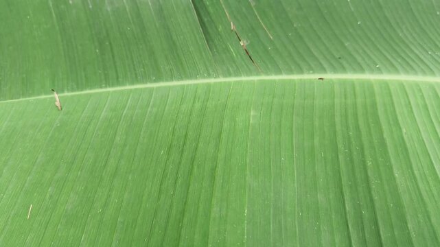 close up of green leaf