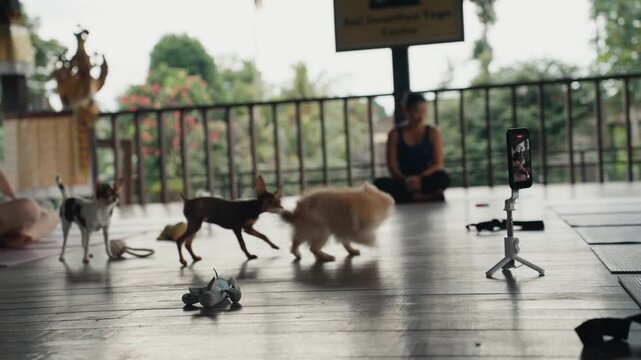 Adorable small puppies playing during puppy yoga class
