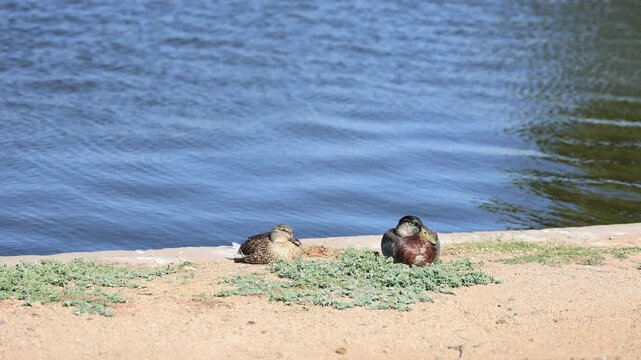 Calm pair of female and male dabbling Mallard ducks, Anas platyrhynchos, resting on a sunny bank of Cortez park lake with slowly moving gentle ripples on its blue water surface, Phoenix, Arizona