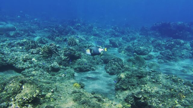 Triggerfish swimming over a coral reef
