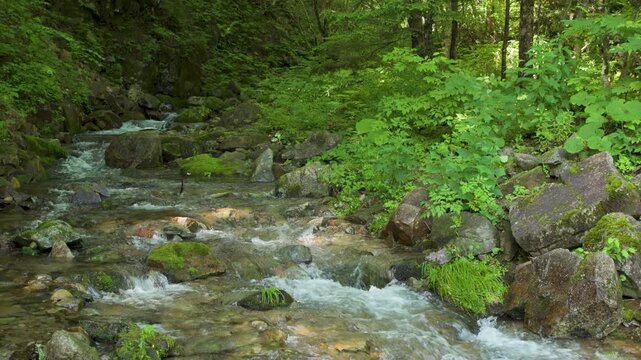 群馬県中之条町の野反湖へ流れ込む森の小川、苔むした岩と夏の緑に囲まれた清流風景