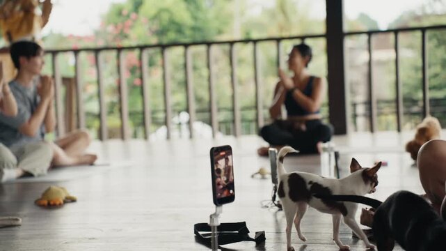 People and puppies practicing yoga class together