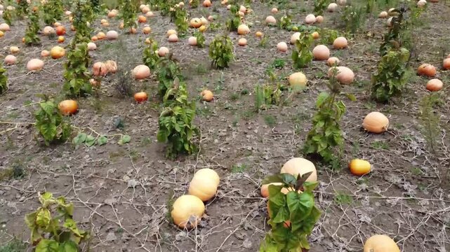 A ground-level perspective showing the dense distribution of pumpkins on a farm, with a mix of large and small pumpkins, capturing the essence of a successful harvest.
