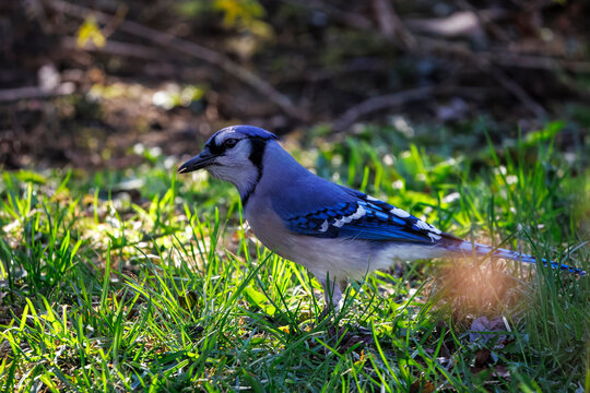 blue jay on the grass