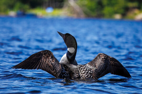A common loon stretching its wings.