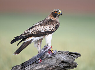 Fototapeta premium a beautiful booted eagle in Spain
