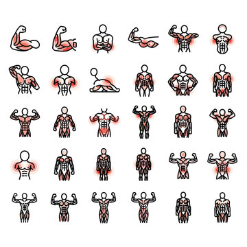 Human Anatomy Bodybuilder Poses Muscle Groups Icon Set