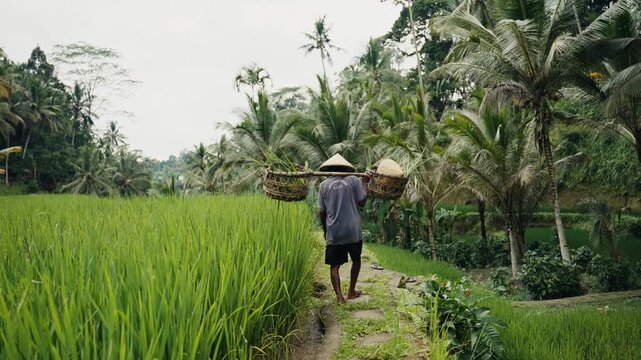 Asian farmer carrying baskets in bali rice fields