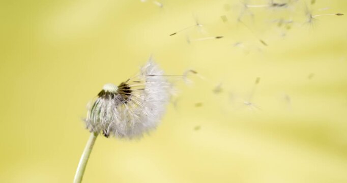 Super Slow Motion Macro Dandelion Releasing Seeds 